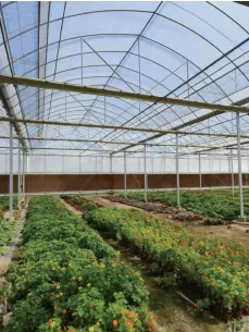 Commercial Vegetable Growing