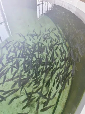 Aquaculture Storage